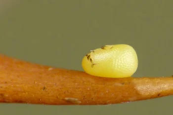 Earophila badiata ova