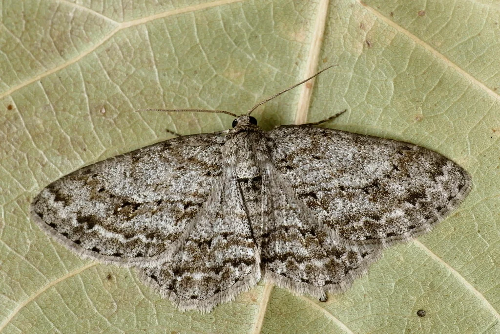 Ectropis crepuscularia imago
