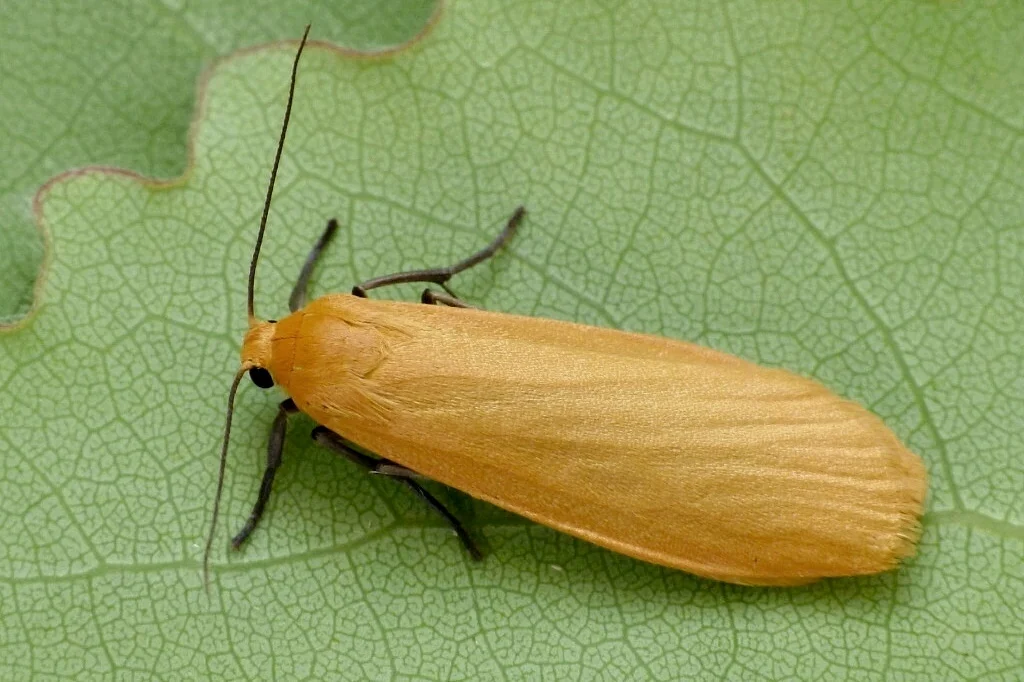 Eilema sororcula imago