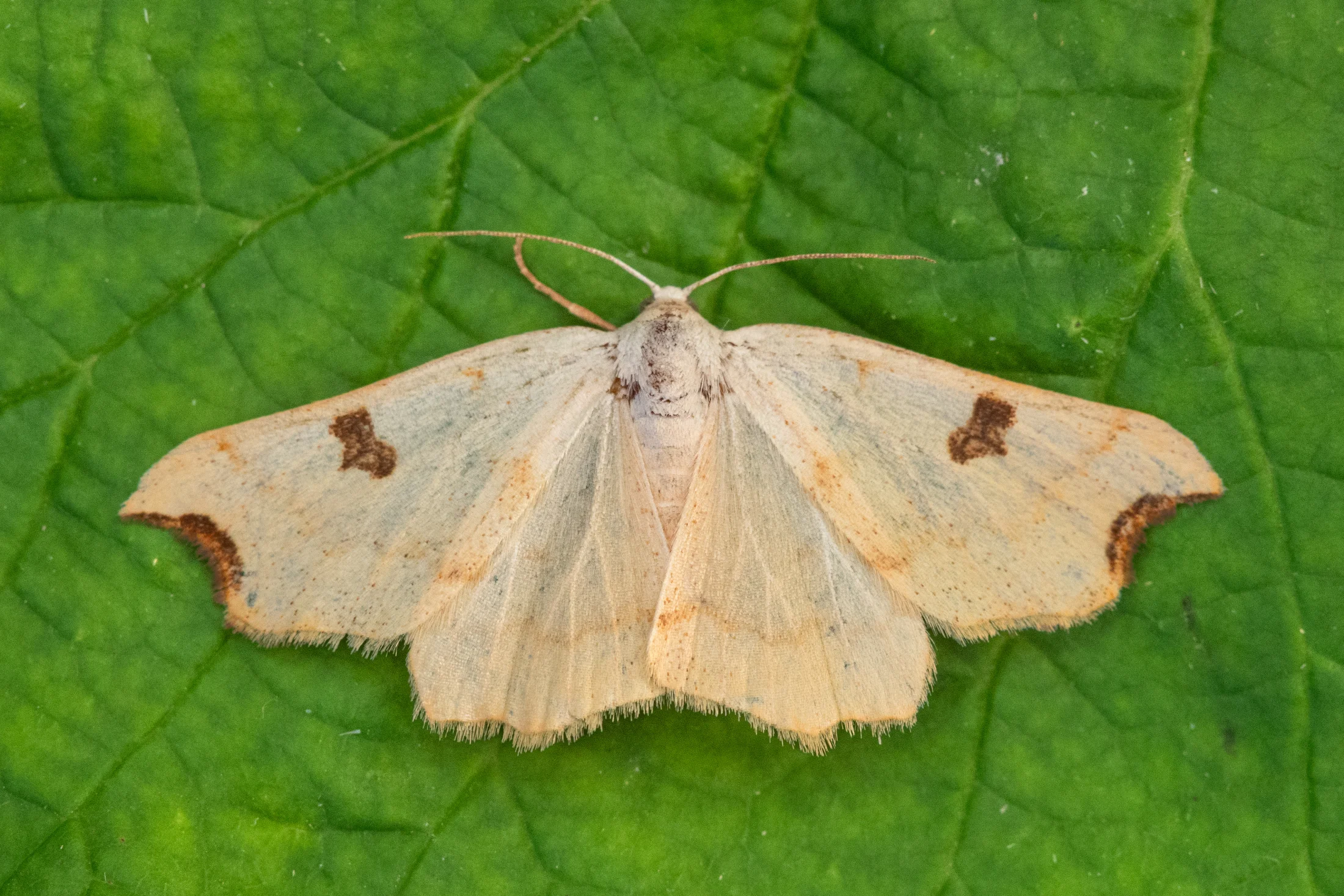 Eilicrinia cordiaria imago