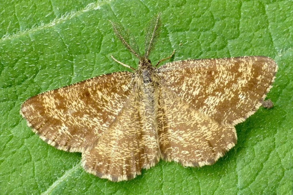 Ematurga atomaria imago
