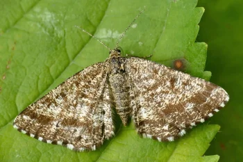 Ematurga atomaria imago