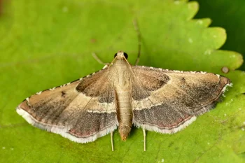 Endotricha flammealis imago