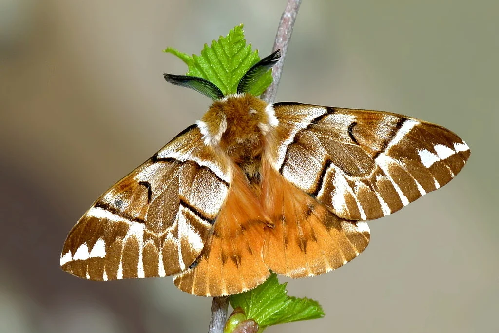 Endromis versicolora imago