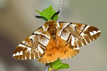 Endromis versicolora imago