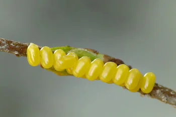Endromis versicolora ova