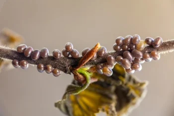 Endromis versicolora ova