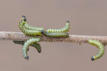 Endromis versicolora larva