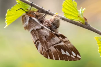 Endromis versicolora imago