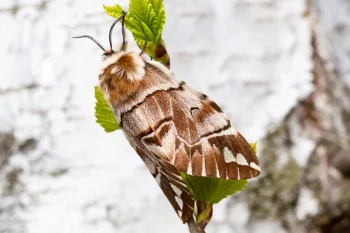 Endromis versicolora imago