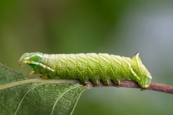 Endromis versicolora larva