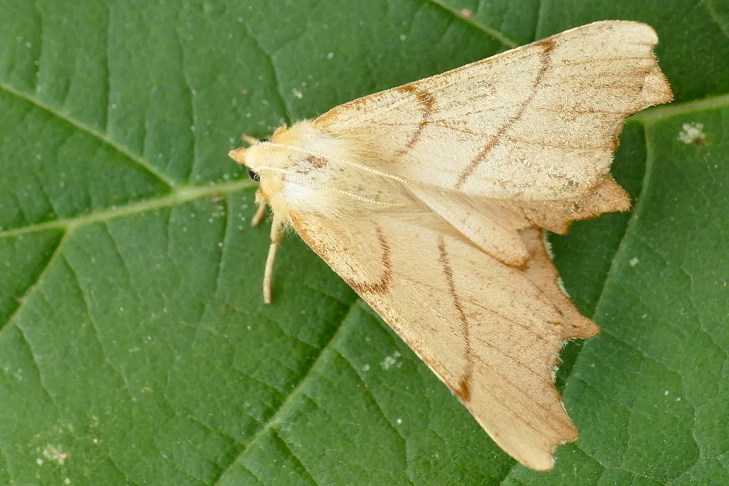 Ennomos erosaria