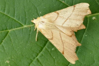 Ennomos erosaria