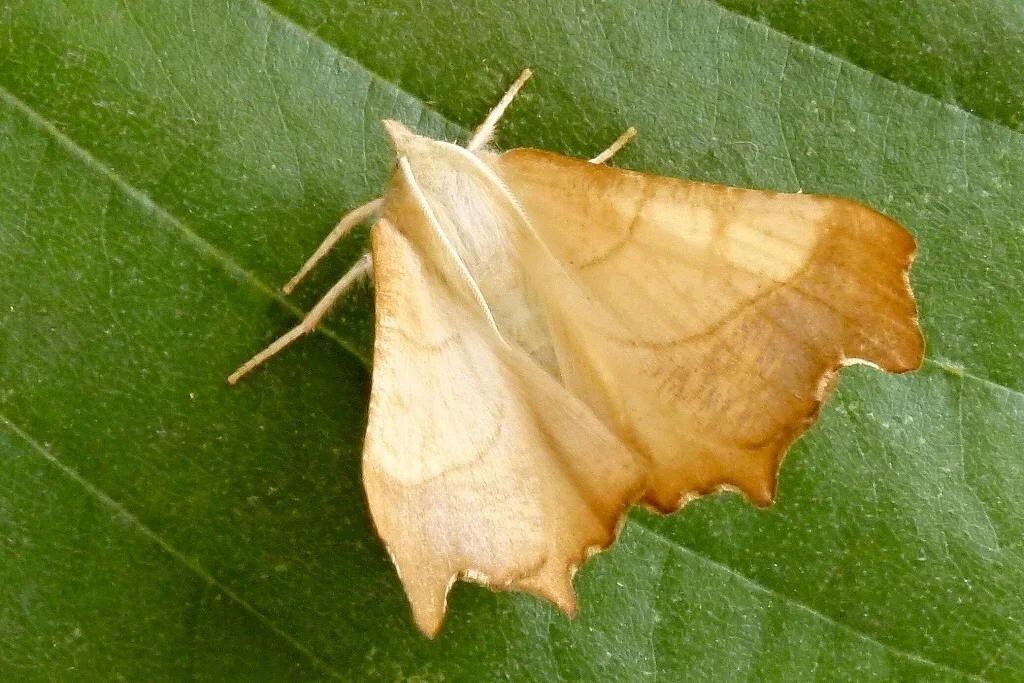 Ennomos fuscantaria imago