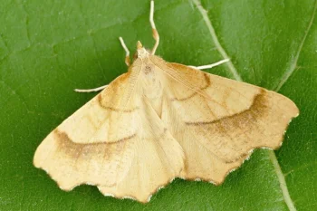 Ennomos quercinaria imago