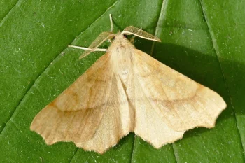 Ennomos quercinaria imago