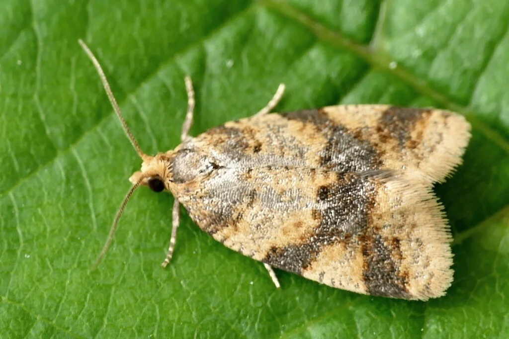Epagoge grotiana imago