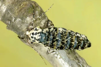 Erannis defoliaria imago