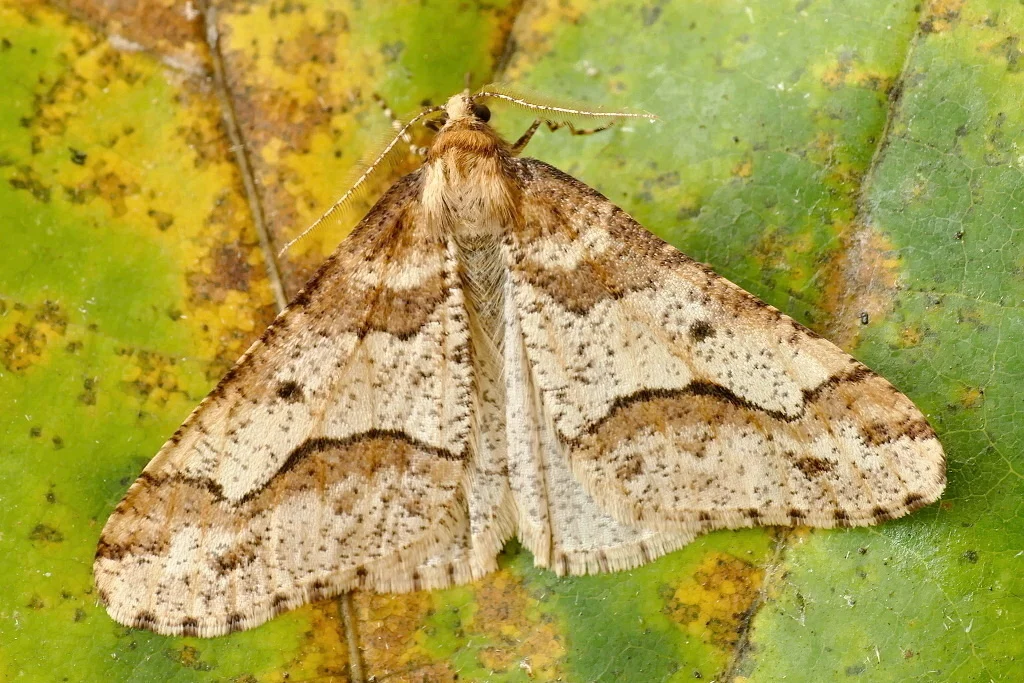 Erannis defoliaria imago