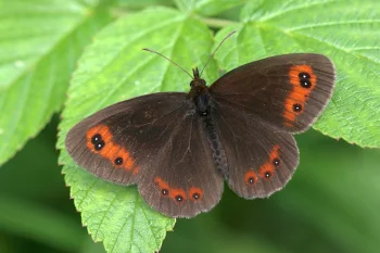 Erebia aethiops imago
