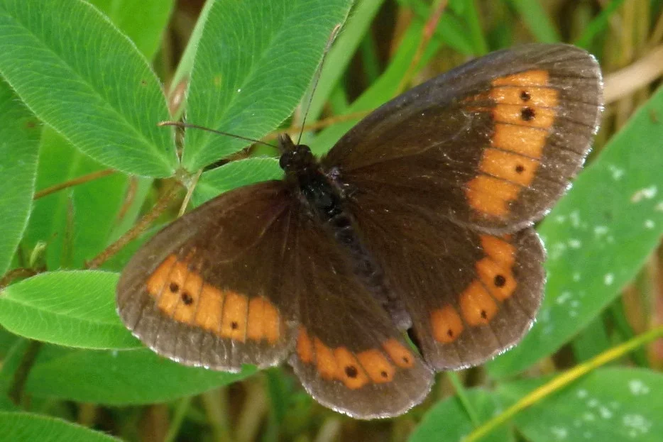 Erebia euryale imago