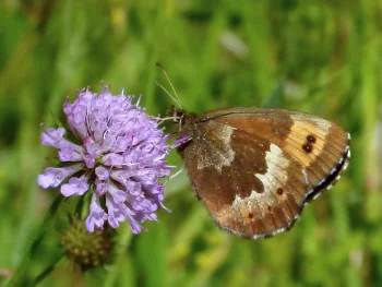 Erebia euryale imago