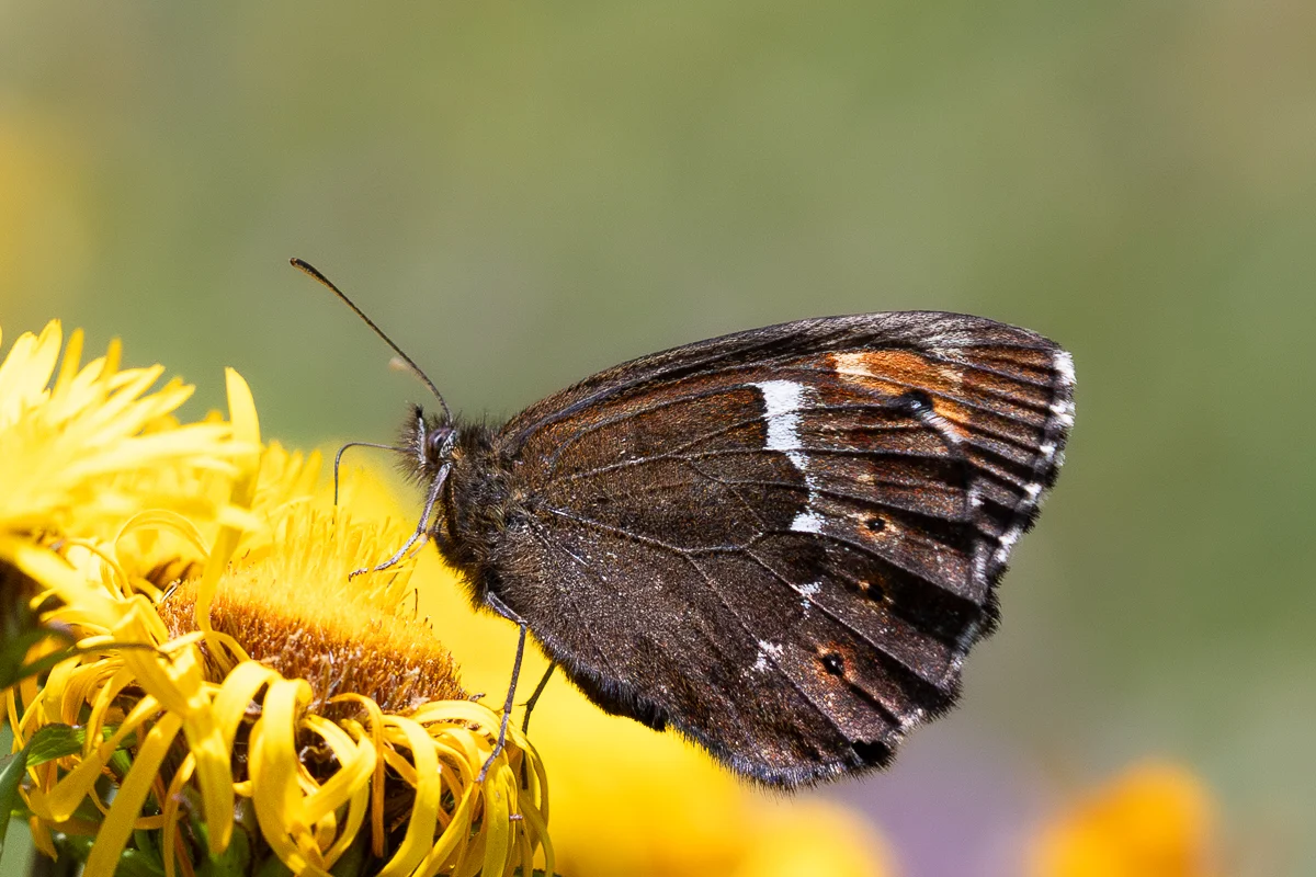 Erebia ligea imago