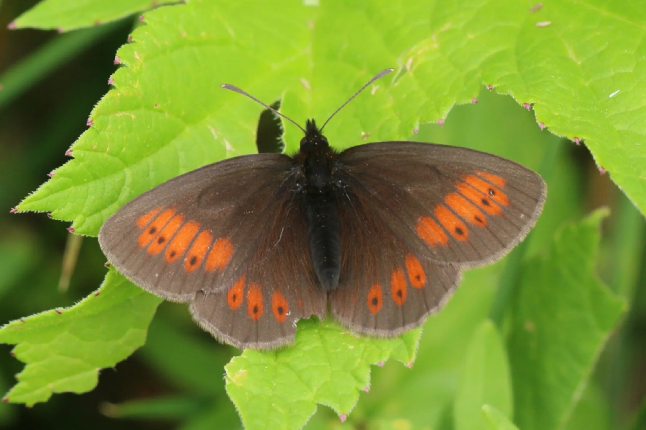 Erebia manto imago