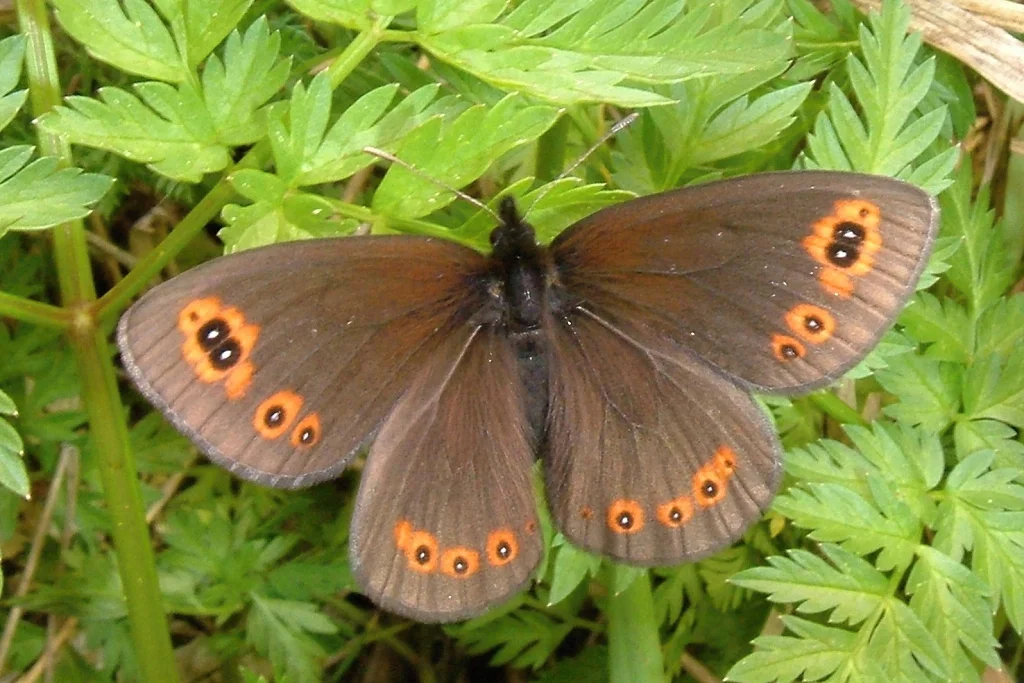 Erebia medusa imago