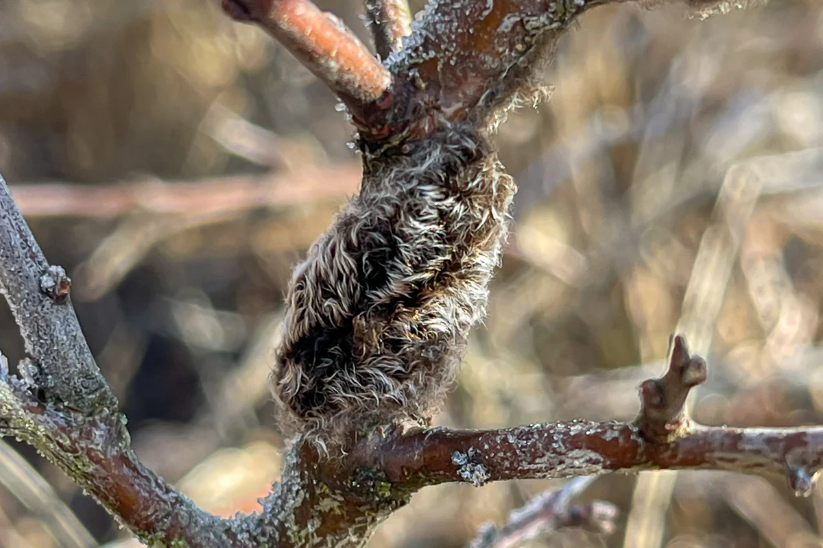 Eriogaster catax – Znáška