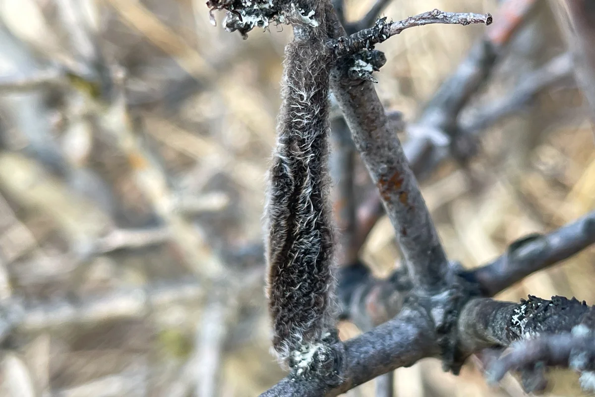 Eriogaster catax – Vajíčka na vetvičke