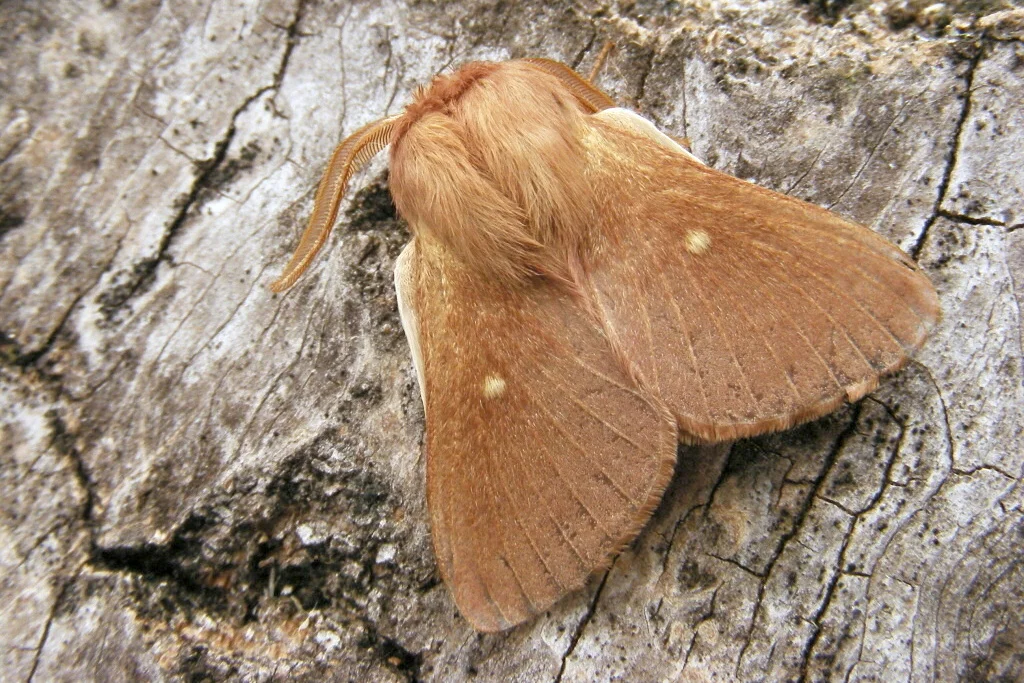 Eriogaster rimicola imago