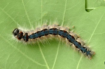 Eriogaster rimicola larva