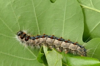 Eriogaster rimicola larva