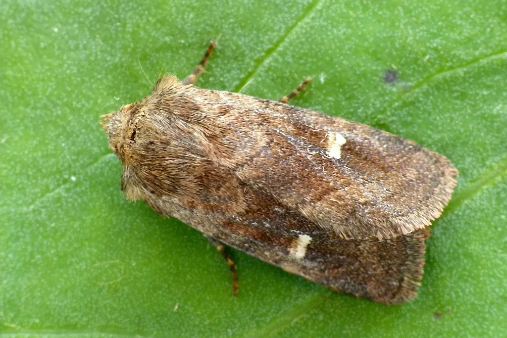 Eriopygodes imbecilla imago