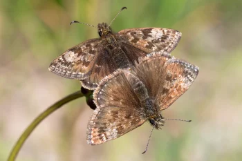 Erynnis tages imago
