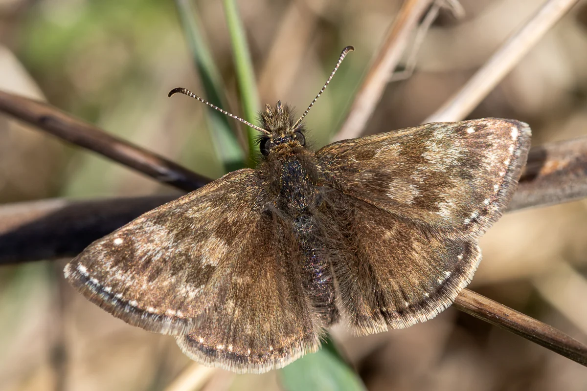 Erynnis tages imago