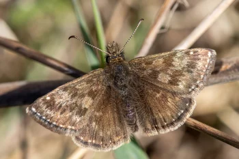 Erynnis tages imago
