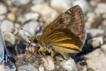 Erynnis tages imago