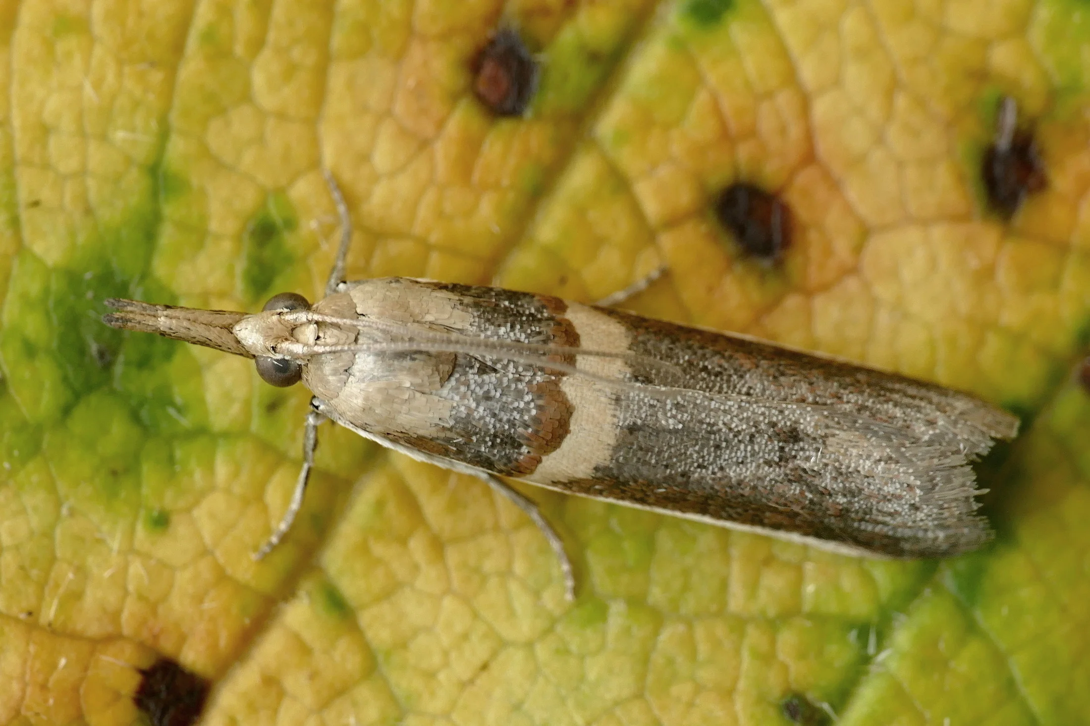 Etiella zinckenella imago