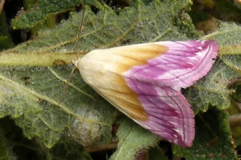 Eublemma purpurina imago