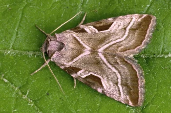 Eucarta virgo imago