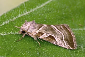Eucarta virgo imago