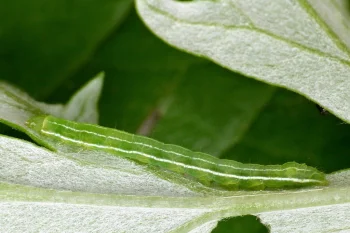 Eucarta virgo larva