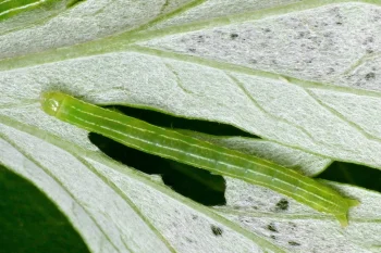 Eucarta virgo larva