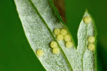 Eucarta virgo ova