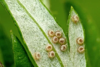 Eucarta virgo ova