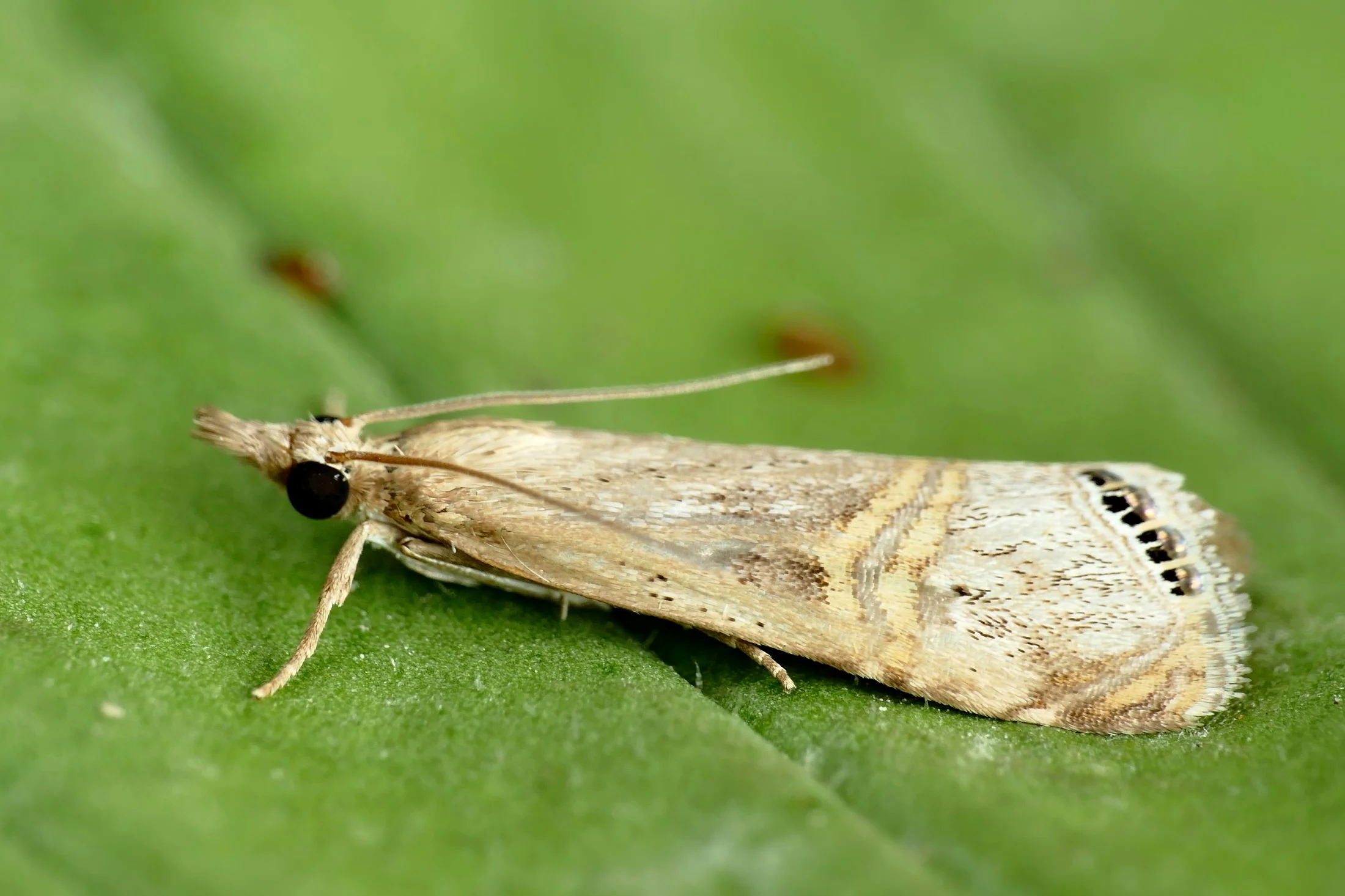 Euchromius ocellea imago