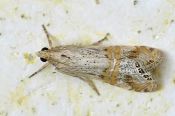 Euchromius ocellea imago