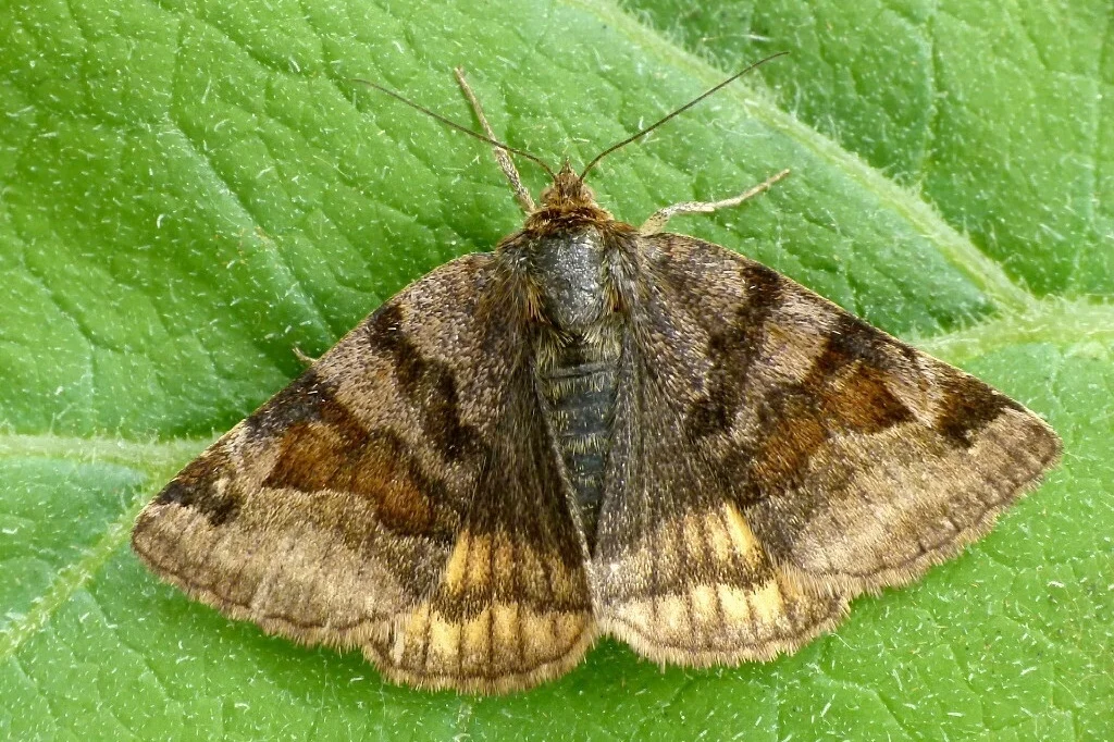 Euclidia glyphica imago